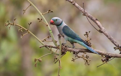 Malabar Parakeet