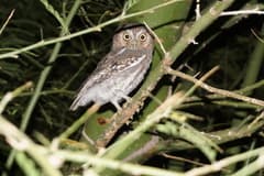 Elf Owl