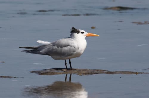 West African Crested Tern