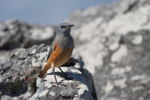 Sentinel Rock-Thrush