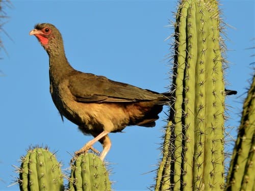 Chaco Chachalaca