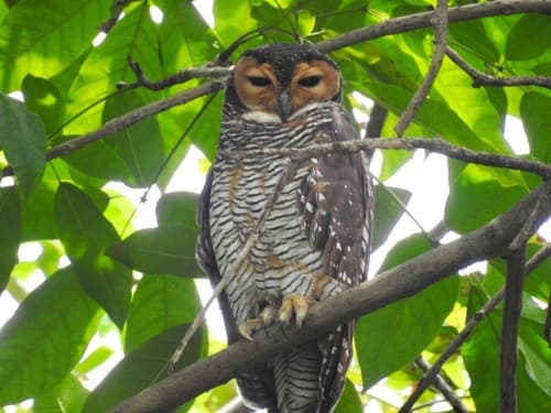 Spotted Wood-Owl