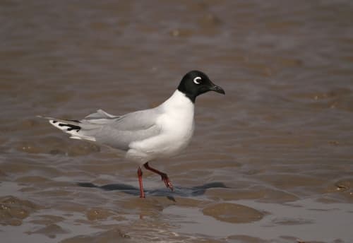 Saunders's Gull