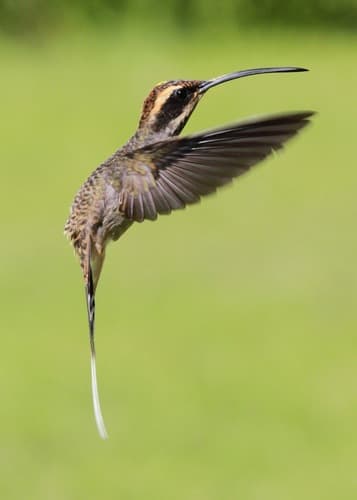 Scale-throated Hermit