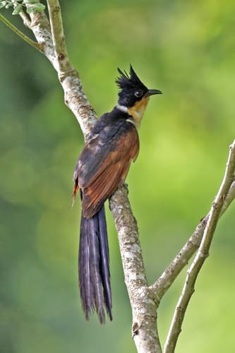 Chestnut-winged Cuckoo