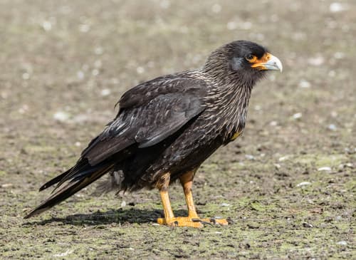 Striated Caracara