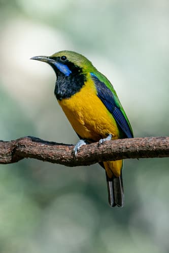 Orange-bellied Leafbird
