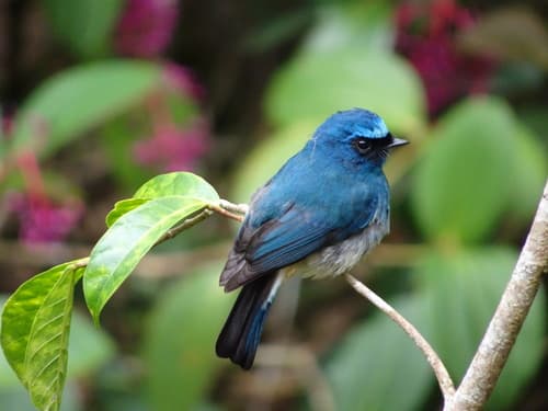 Indigo Flycatcher