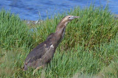 Australasian Bittern
