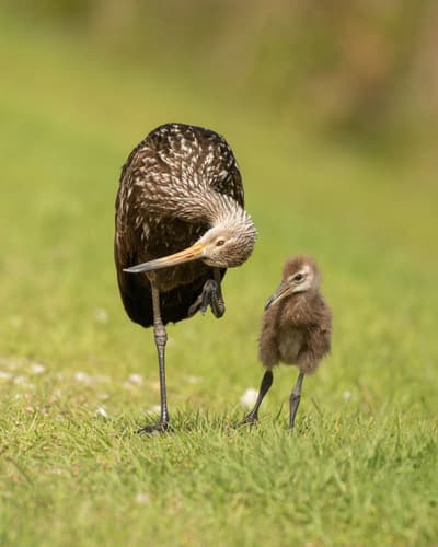 Limpkin