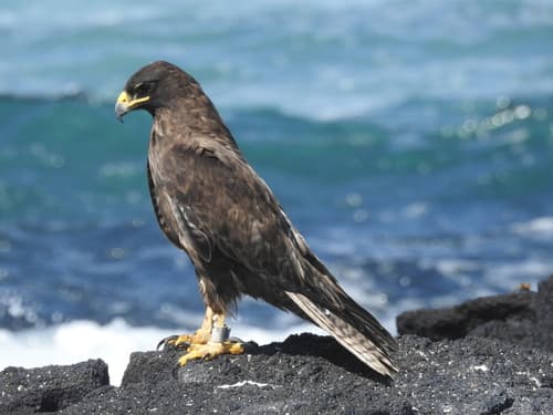 Galápagos Hawk
