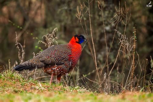 Satyr Tragopan