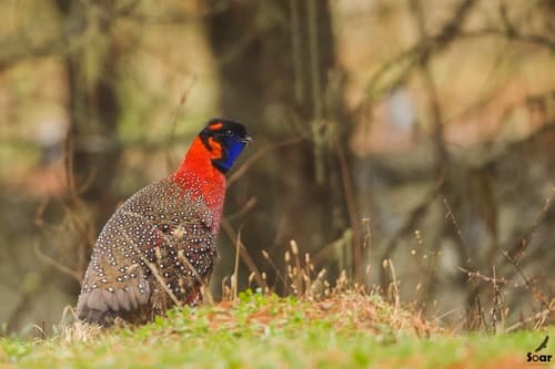 Satyr Tragopan