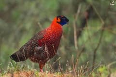 Satyr Tragopan