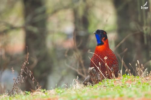 Satyr Tragopan