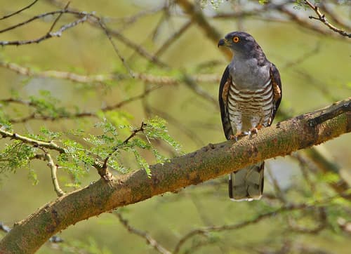 African Cuckoo-Hawk