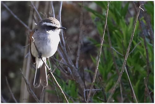 White-browed Chat-Tyrant