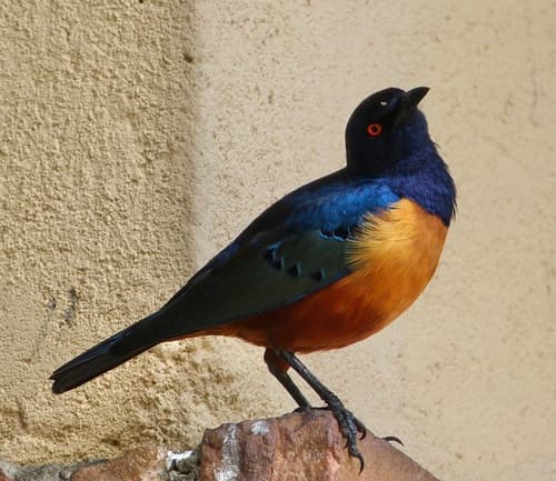 Hildebrandt's Starling