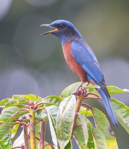 Chestnut-bellied Rock-Thrush