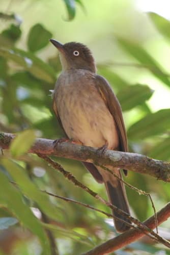 Cream-vented Bulbul