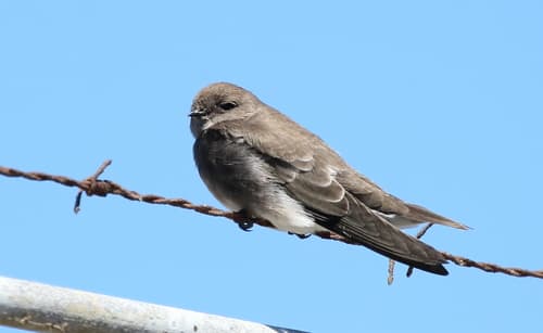 Brown-throated Martin