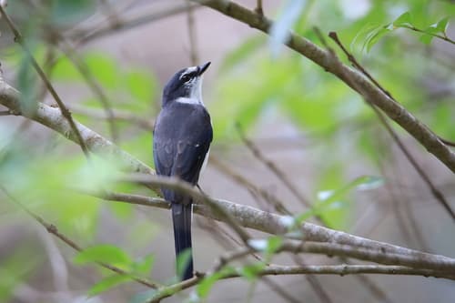 Ryukyu Minivet
