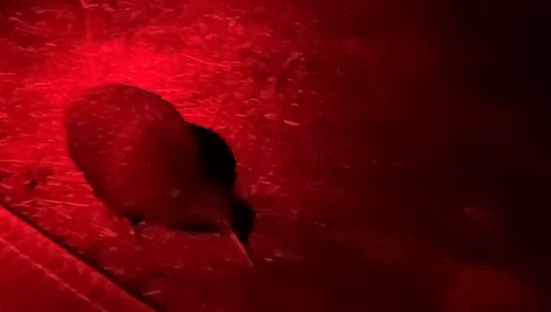 North Island Brown Kiwi