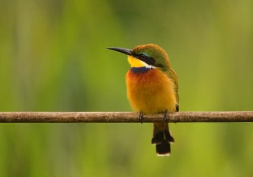 Blue-breasted Bee-eater