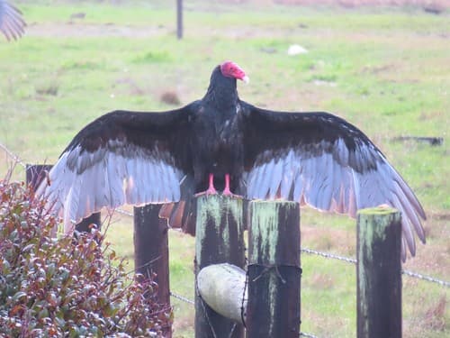 Turkey Vulture