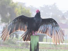 Turkey Vulture