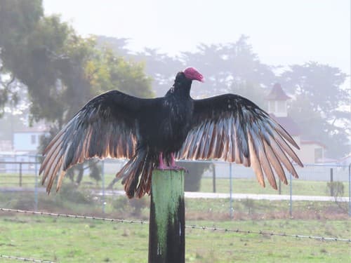 Turkey Vulture