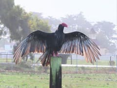Turkey Vulture