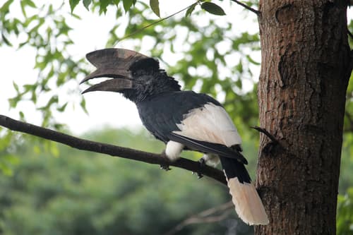 Black-and-white-casqued Hornbill