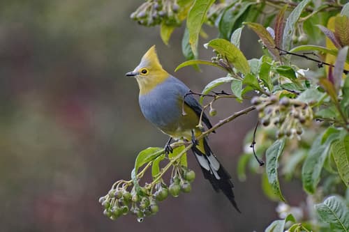 Long-tailed Silky-flycatcher