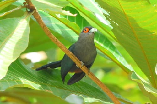 Chestnut-bellied Malkoha