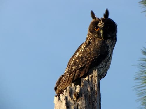 Stygian Owl
