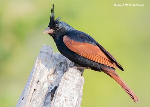 Crested Bunting