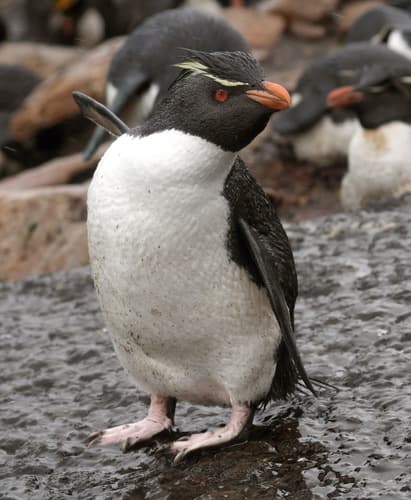 Western Rockhopper Penguin
