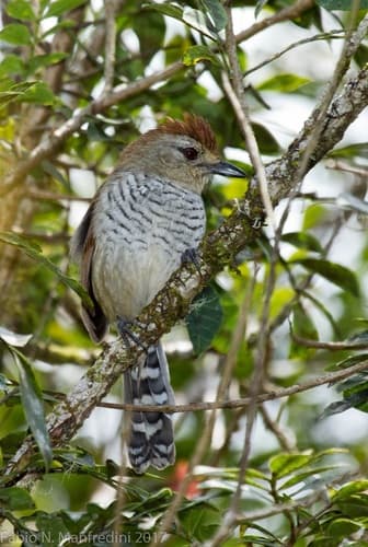 Rufous-capped Antshrike