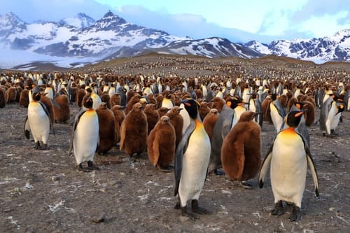 King Penguin