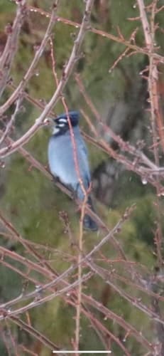 Steller's x Blue Jay Hybrid