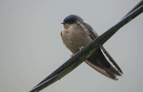 Brown-bellied Swallow