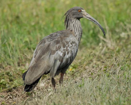 Plumbeous Ibis