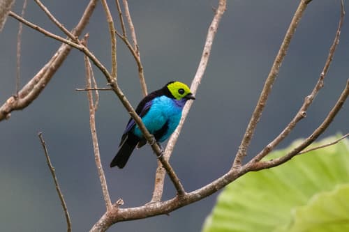 Paradise Tanager