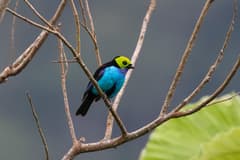 Paradise Tanager