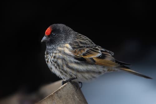 Fire-fronted Serin