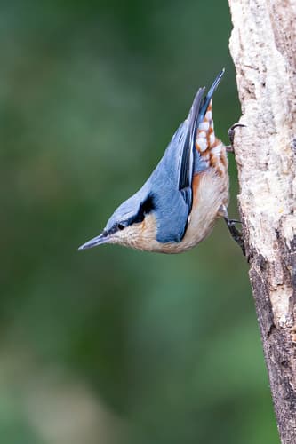 Chestnut-vented Nuthatch
