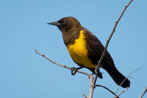 Brown-and-yellow Marshbird