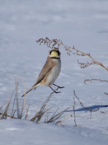Horned Lark