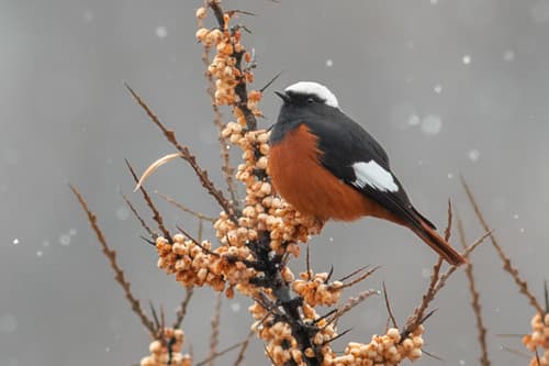 White-winged Redstart